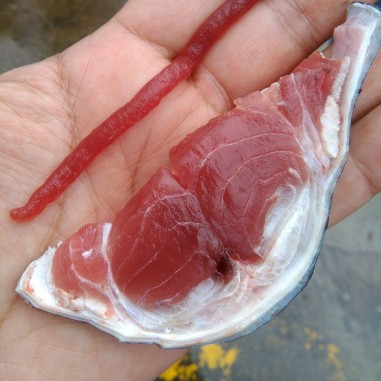 Pez espada (Xiphias gladius)