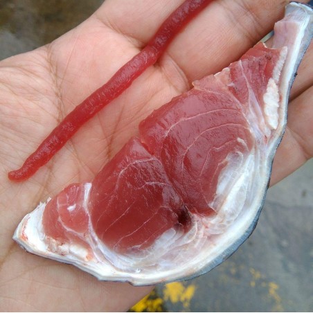 Pez espada (Xiphias gladius)