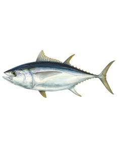 Pez espada (Xiphias gladius)