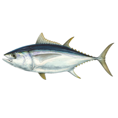 Pez espada (Xiphias gladius)